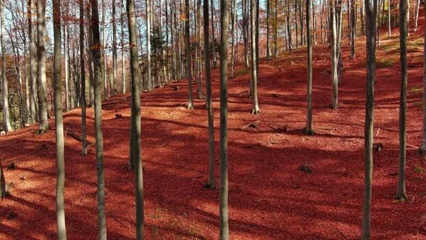 Aerial view of autumn forest in Romania. Aerial view of autumn forest in Romania.