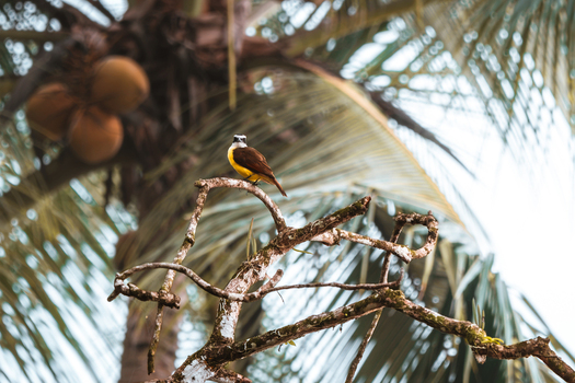 View of a Great Kiskadee perched on a weathered branch with palm fronds in the background in Costa Rica.