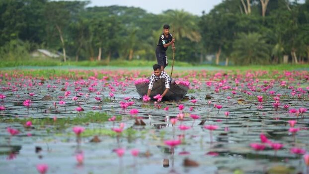 View of men picking pink water lilies from a boat Bangladesh. View of men picking pink water lilies from a boat Bangladesh.