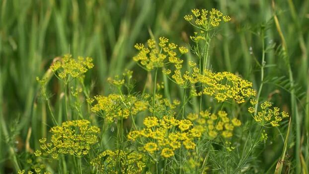 View of yellow dill flowers in a green field Nepal.