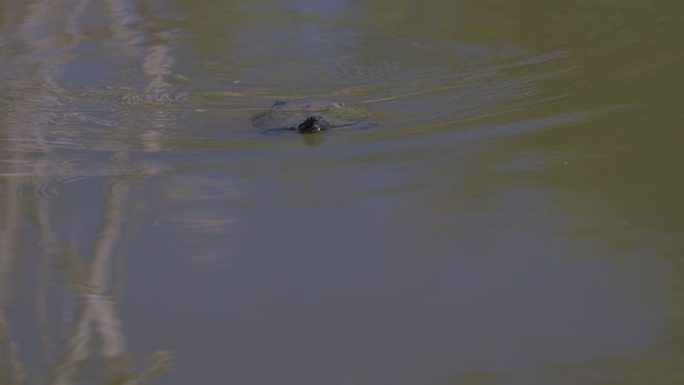 View of a terrapin swimming in Kruger National Park South Africa.