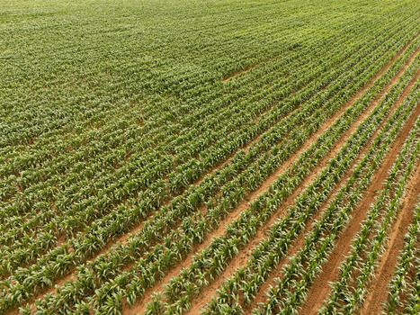 Aerial view of lush green maize crops growing in neat parallel rows across fertile red soil in Bloemfontein Free State South Africa.