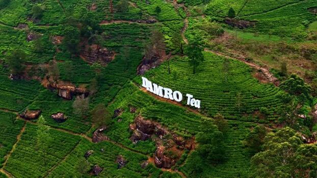 Aerial view of Damro Tea plantation in Sri Lanka.