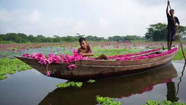 View of men on a wooden boat filled with pink water lilies Bangladesh. View of men on a wooden boat filled with pink water lilies Bangladesh.