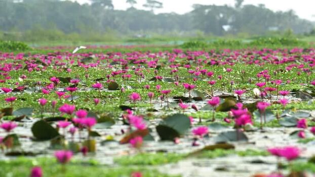 View of pink water lilies blooming in a wetland Bangladesh. View of pink water lilies blooming in a wetland Bangladesh.