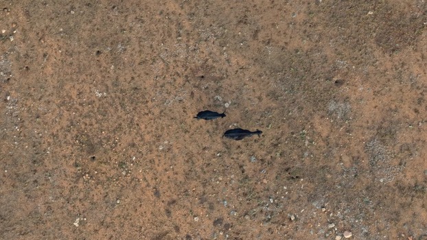 Aerial view of two dark cattle grazing in a dry sparse field in the rural landscape in Golden Colorado United States.