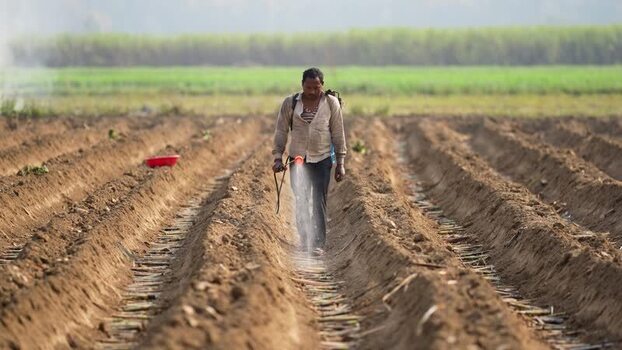 View of a farmer spraying crops in a field in Nepal. View of a farmer spraying crops in a field in Nepal.