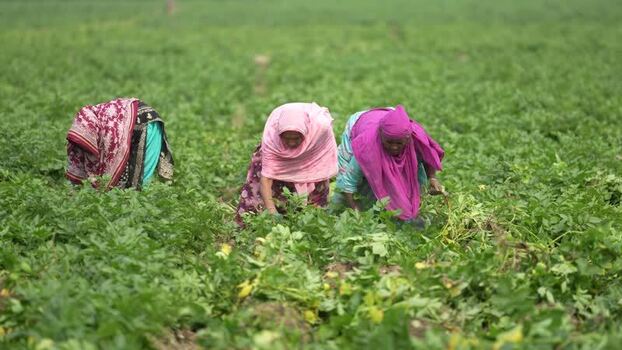 View of women working in a green field Bangladesh. View of women working in a green field Bangladesh.