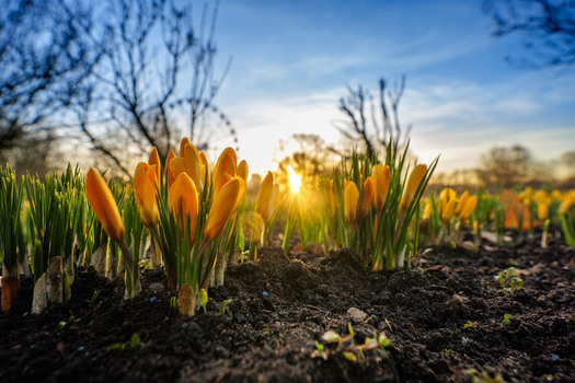 View of yellow crocuses blooming in a park during golden hour with a ferris wheel in the background in Latvia.