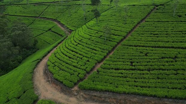 Aerial view of tea plantations in Nuwara Eliya Sri Lanka. Aerial view of tea plantations in Nuwara Eliya Sri Lanka.