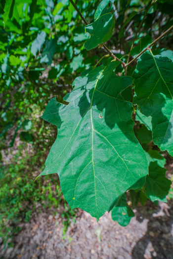 View of a vibrant green leaf with serrated edges in the lush woodland of Deer Park Looe Cornwall United Kingdom. View of a vibrant green leaf with serrated edges in the lush woodland of Deer Park Looe Cornwall United Kingdom.