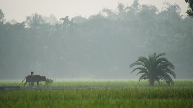 View of a farmer leading a cow through misty fields in Bangladesh.