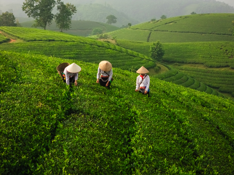 Aerial view of Long Coc Tea Hill with workers wearing traditional conical hats harvesting tea leaves on the lush green terraced slopes in Long Coc Phu Tho Vietnam.