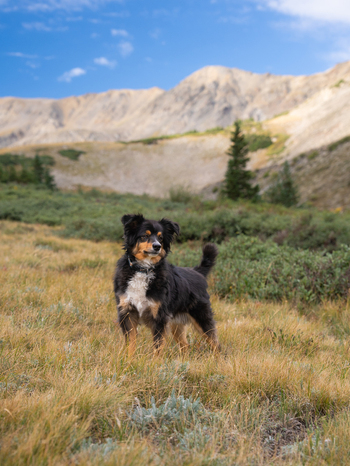 View of an Australian Shepherd standing in a grassy meadow at the Missouri Gulch Trailhead with Mount Missouri in the background Buena Vista Colorado United States.