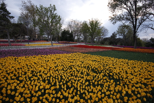 View of Alaaddin Hill Park featuring vibrant yellow red and purple tulips in full bloom surrounded by trees under a cloudy sky in Selcuklu Konya Turkiye. View of Alaaddin Hill Park featuring vibrant yellow red and purple tulips in full bloom surrounded by trees under a cloudy sky in Selcuklu Konya Turkiye.