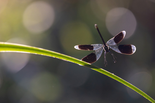 View of a dragonfly with dark banded wings perched on a slender green blade of grass against a soft bokeh background in Wittenheim Grand Est France. View of a dragonfly with dark banded wings perched on a slender green blade of grass against a soft bokeh background in Wittenheim Grand Est France.