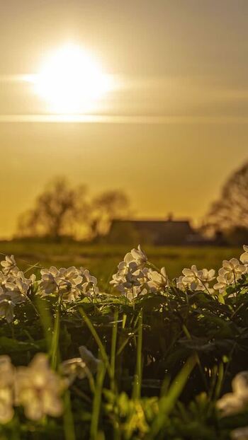 View of white flowers in a field at sunset in Latvia. View of white flowers in a field at sunset in Latvia.