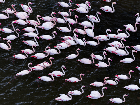Aerial view of a flamboyance of flamingos creating a mosaic of pink against the inky waters of the salt flats San Pedro del Pinatar Region of Murcia Spain. Aerial view of a flamboyance of flamingos creating a mosaic of pink against the inky waters of the salt flats San Pedro del Pinatar Region of Murcia Spain.