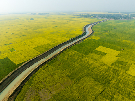 Aerial view of a winding river slicing through a vibrant patchwork of yellow and green fields under a hazy sky Sirajganj Rajshahi Division Bangladesh. Aerial view of a winding river slicing through a vibrant patchwork of yellow and green fields under a hazy sky Sirajganj Rajshahi Division Bangladesh.