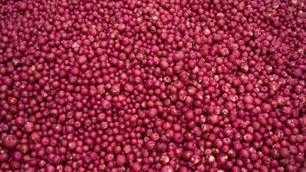 View of a large pile of small red potatoes in Bangladesh.