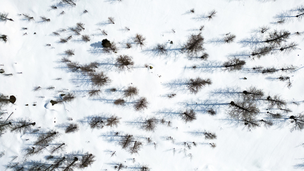 Aerial view of stark bare trees casting long shadows across a vast expanse of pristine untouched snow Arpy Valle d Aosta Italy. Aerial view of stark bare trees casting long shadows across a vast expanse of pristine untouched snow Arpy Valle d Aosta Italy.