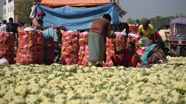 View of people packing cauliflower at a market in Bogura Bangladesh. View of people packing cauliflower at a market in Bogura Bangladesh.