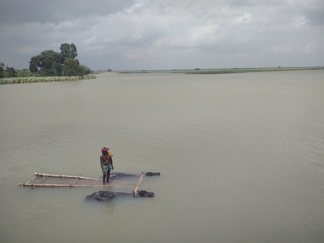 Kushtia Khulna Division Bangladesh 27 April 2020 View of a man standing on a small bamboo raft guiding water buffaloes swimming through a large river under a cloudy sky. Kushtia Khulna Division Bangladesh 27 April 2020 View of a man standing on a small bamboo raft guiding water buffaloes swimming through a large river under a cloudy sky.