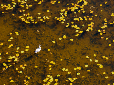 Aerial view of a white swan swimming among yellow water lily pads in a murky pond Lithuania. Aerial view of a white swan swimming among yellow water lily pads in a murky pond Lithuania.