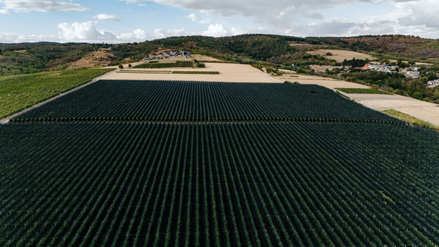 Aerial view of the Deuric vineyard with lush green rows of vines surrounding agricultural fields and rolling hills under a blue sky in Mala Remeta Vojvodina Serbia. Aerial view of the Deuric vineyard with lush green rows of vines surrounding agricultural fields and rolling hills under a blue sky in Mala Remeta Vojvodina Serbia.