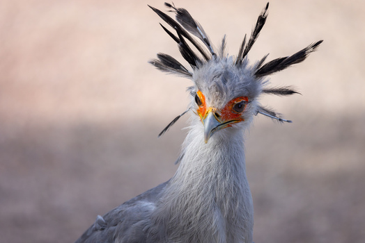 View of a secretary bird with its distinctive black crest feathers and orange eye patches in Selestat Grand Est France.