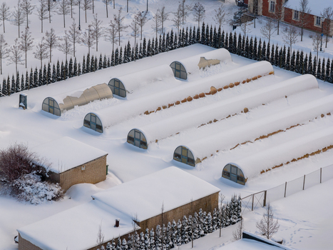 Aerial view of arched greenhouses covered in heavy snow next to small buildings and rows of coniferous trees in Lithuania. Aerial view of arched greenhouses covered in heavy snow next to small buildings and rows of coniferous trees in Lithuania.