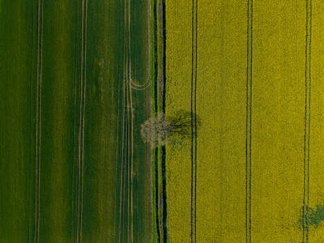 Aerial view of a solitary tree standing between a vibrant yellow rapeseed field and a lush green agricultural field with visible tractor tracks in Stone England United Kingdom. Aerial view of a solitary tree standing between a vibrant yellow rapeseed field and a lush green agricultural field with visible tractor tracks in Stone England United Kingdom.
