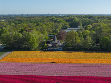 Aerial view of the historic windmill at Keukenhof surrounded by vibrant rows of orange pink and red tulips in the spring landscape of Lisse Zuid Holland Netherlands. Aerial view of the historic windmill at Keukenhof surrounded by vibrant rows of orange pink and red tulips in the spring landscape of Lisse Zuid Holland Netherlands.