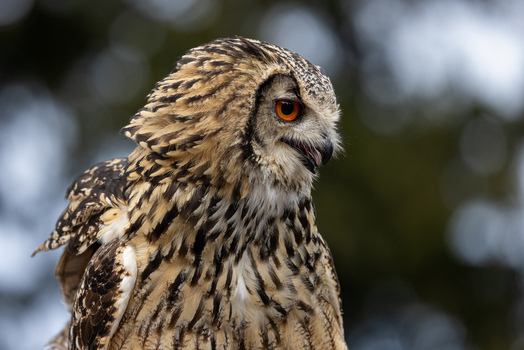 View of a majestic eagle owl with striking orange eyes and detailed mottled plumage against a blurred natural background in Selestat Grand Est France.