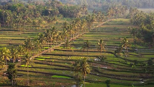 Aerial view of terraced rice fields and palm trees Indonesia. Aerial view of terraced rice fields and palm trees Indonesia.