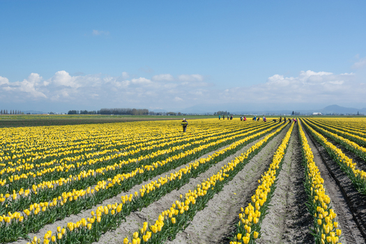 View of rows of vibrant yellow tulips in a field with workers tending to the flowers in La Conner Washington United States.