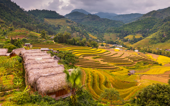 Aerial view of golden rice terraces carved into the mountainside with traditional thatched roof houses nestled in the valley under a cloudy sky in Hoang Su Phi Ha Giang Vietnam.