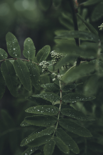 View of rowan leaves with water droplets in the forest on Vormsi island in Laane County Estonia. View of rowan leaves with water droplets in the forest on Vormsi island in Laane County Estonia.