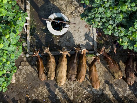 Aerial view of cattle standing at the Animal Market Prambanan surrounded by lush green trees and a stone well in Kecamatan Prambanan Jawa Tengah Indonesia. Aerial view of cattle standing at the Animal Market Prambanan surrounded by lush green trees and a stone well in Kecamatan Prambanan Jawa Tengah Indonesia.