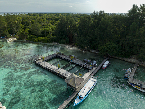 Aerial view of the Shark Breeding Menjangan Kecil where turquoise waters meet the dark timbers of the breeding pens Karimunjawa Central Java Indonesia.
