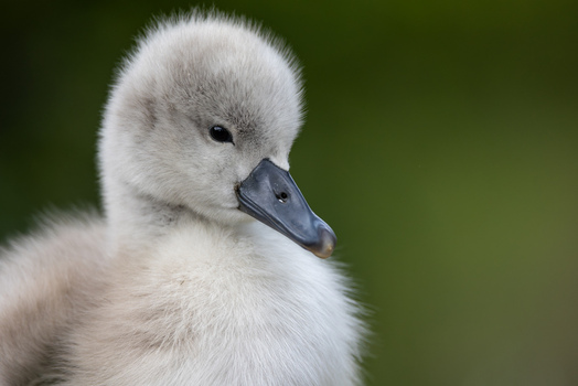 View of a fluffy grey cygnet with soft down feathers and a black beak against a blurred green background in Mulhouse Grand Est France.
