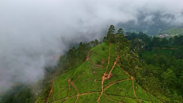 Aerial view of lush green tea plantation hills in Sri Lanka.