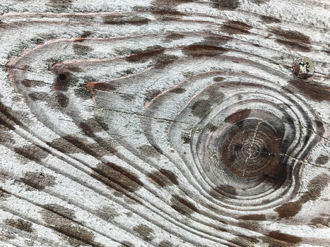 View of weathered wood grain with concentric patterns and dark spots creating a textured surface De Cocksdorp Noord Holland Netherlands. View of weathered wood grain with concentric patterns and dark spots creating a textured surface De Cocksdorp Noord Holland Netherlands.