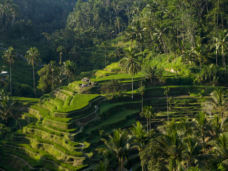 Aerial view of Tegallalang Rice Terrace featuring lush green terraced paddies surrounded by dense tropical palm trees and foliage in Kecamatan Tegallalang Bali Indonesia. Aerial view of Tegallalang Rice Terrace featuring lush green terraced paddies surrounded by dense tropical palm trees and foliage in Kecamatan Tegallalang Bali Indonesia.