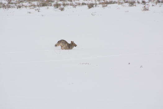 View of a coyote running through deep snow in the vast winter landscape of Yellowstone National Park United States.
