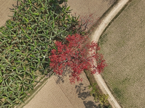 Aerial view of a vibrant red flowering tree standing amidst lush green banana plantations and agricultural fields with a winding dirt path in Kushtia District Khulna Division Bangladesh. Aerial view of a vibrant red flowering tree standing amidst lush green banana plantations and agricultural fields with a winding dirt path in Kushtia District Khulna Division Bangladesh.