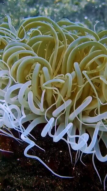 View of a vibrant sea anemone in the waters of Indonesia. View of a vibrant sea anemone in the waters of Indonesia.