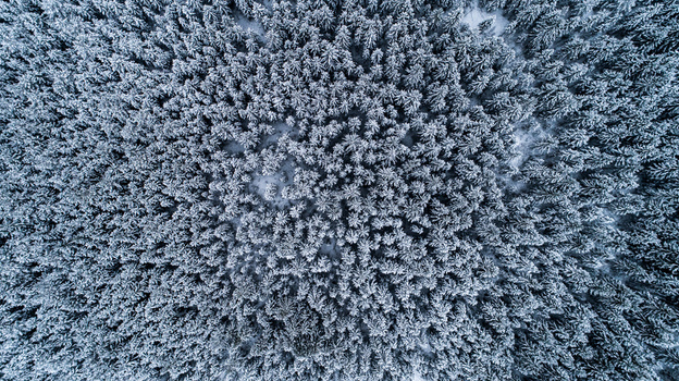 Aerial view of a dense coniferous forest covered in fresh white snow during winter in Latvia. Aerial view of a dense coniferous forest covered in fresh white snow during winter in Latvia.