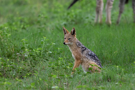 View of a black backed jackal sitting in lush green grass at Welgevonden Game Reserve Waterberg District Municipality Limpopo South Africa.