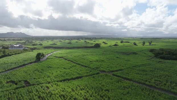 Aerial view of sugarcane fields in Quatre Cocos Mauritius.